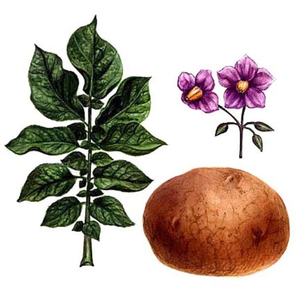 Картофель клубненосный лист