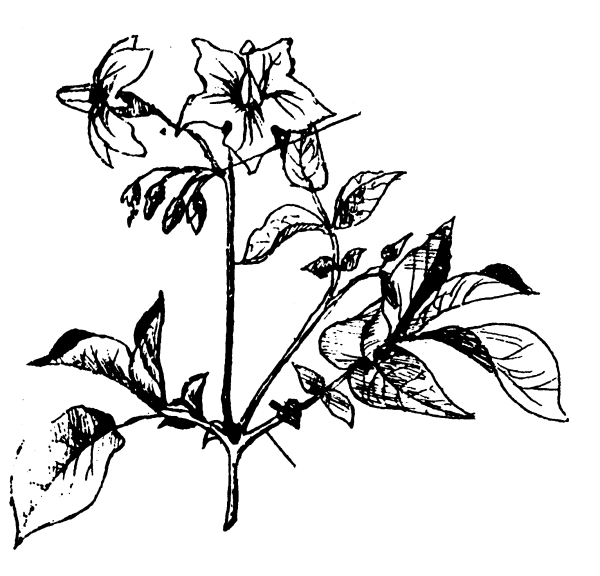 Соцветие завиток Пасленовые