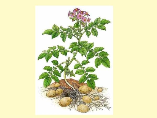 Паслен клубненосный гербарий