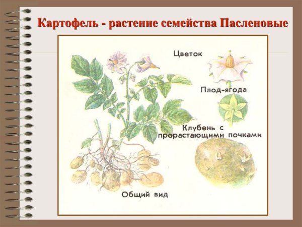 Картофель Пасленовые