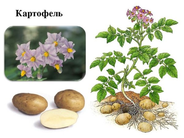 Строение цветка и плода пасленовых