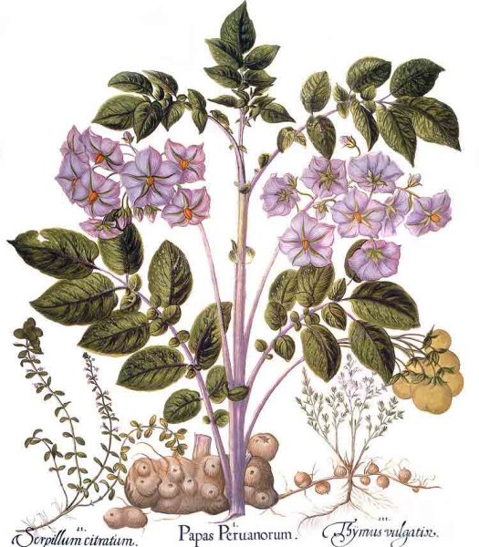 Картофель с листьями для детей