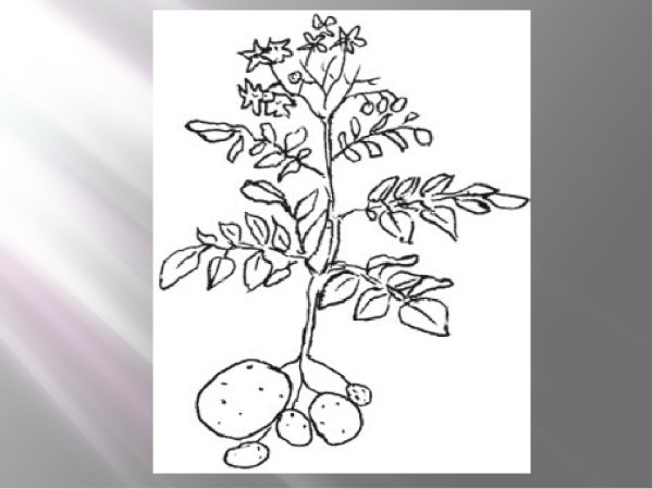 Культурные растения рисунок карандашом