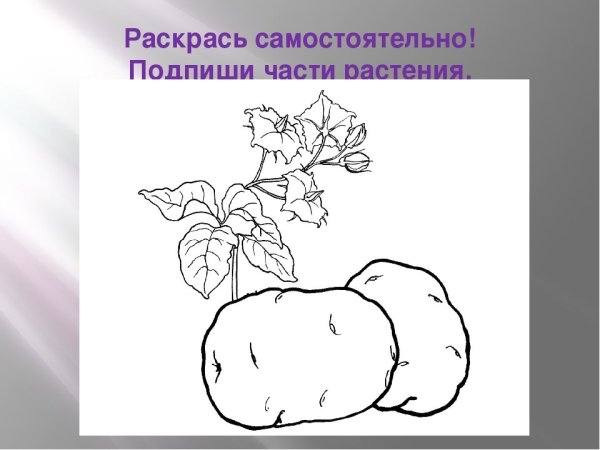 Листья цветки картофеля