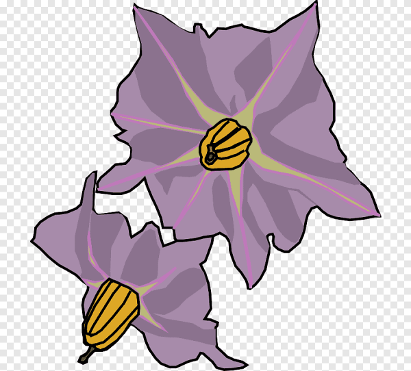 Паслен клубненосный строение