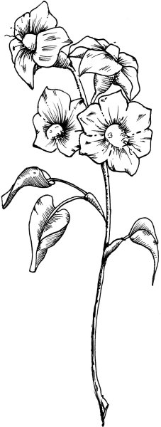 Картофель Ботаническая иллюстрация