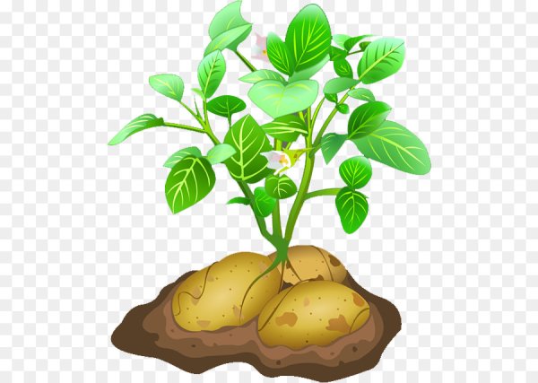 Диаграмма цветка Solanum tuberosum
