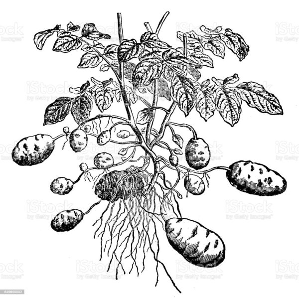 Картофель раскраска для детей