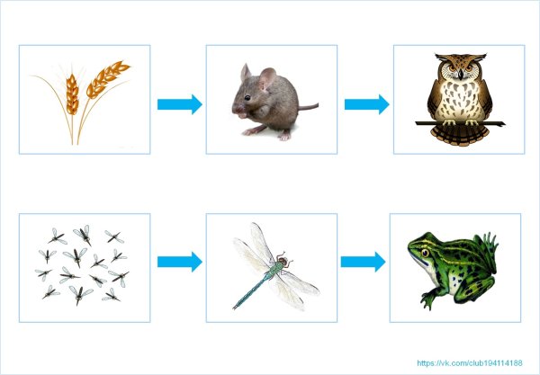 Пищевая цепочка для детей