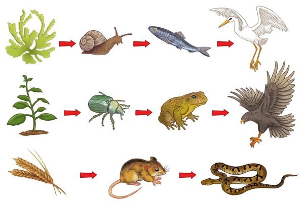 Пищевые Цепочки 5 класс биология