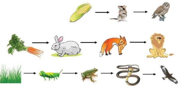 Цепочка питания животных 5 класс биология