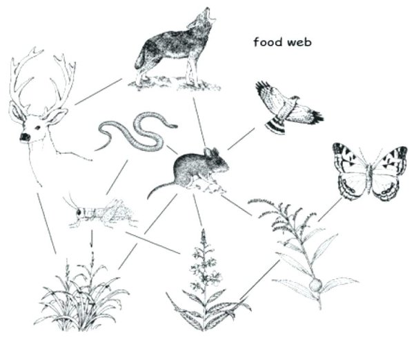 Пищевая цепочка в природе