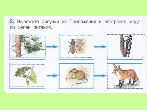 Пищевые цепи питания в еловом лесу