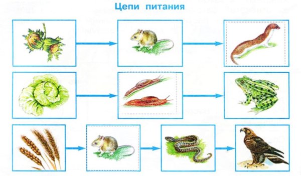 Цепь питания СЛИЗЕНЬ капуста жаба