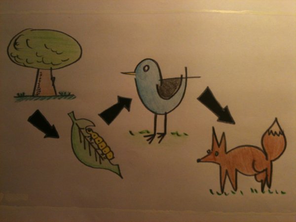 Нарисовать пищевую цепочку