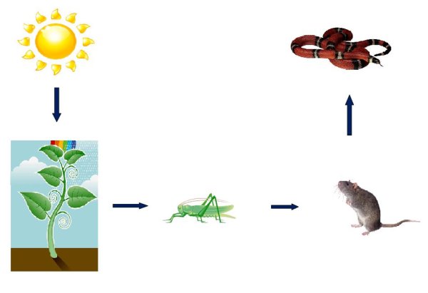 Пищевые Цепочки для дошколят