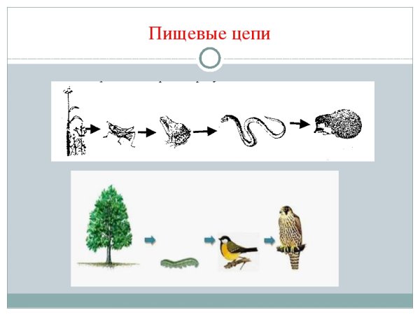 Пищевая цепочка в природе 5 класс биология