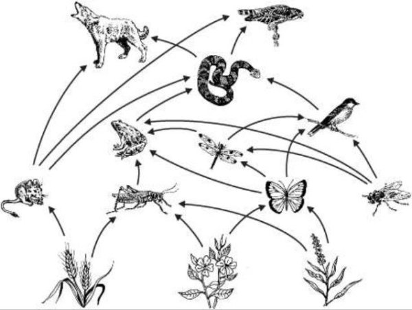 "Пищевая сеть питания", Луга