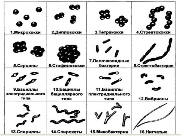 Микрококки диплококки