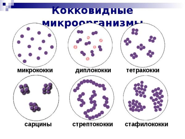 Микрококки диплококки стрептококки стафилококки