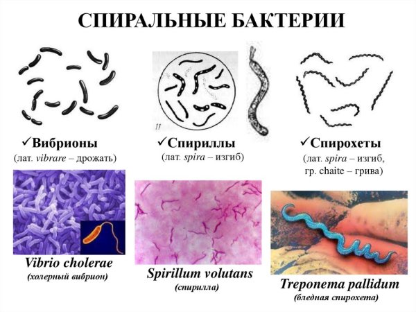 Спириллы и спирохеты