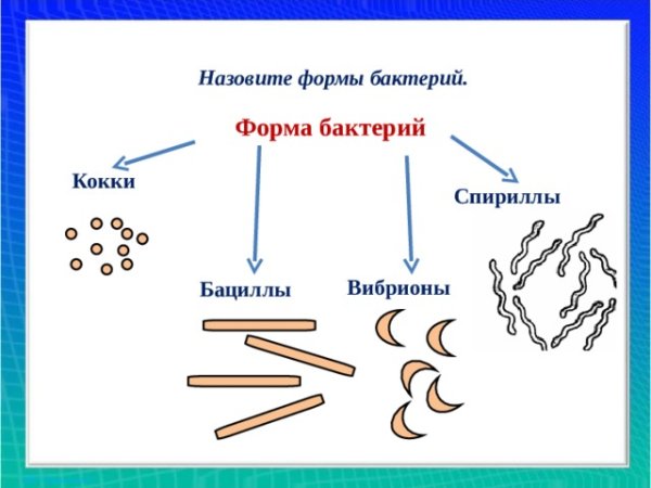 Основные формы бактерий шаровидные палочковидные и извитые
