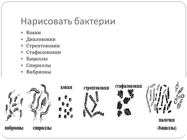 Формы бактериальных клеток спириллы