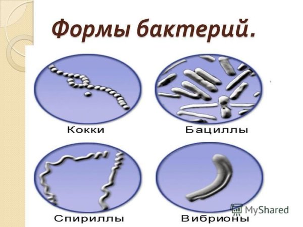 Палочковидные бактерии это вибрионы спириллы бациллы кокки
