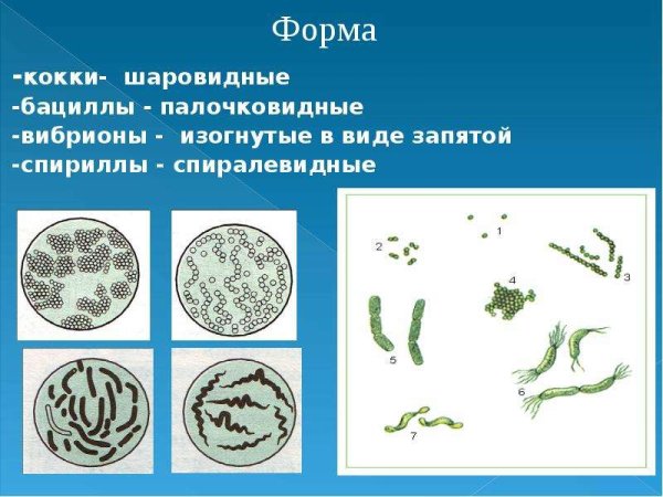 Бациллы форма бактерии