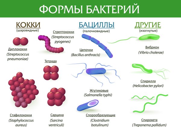 Группы бактерий 5 класс биология кокки