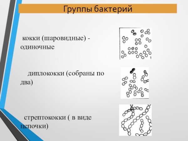 Формы бактерий кокки бациллы спириллы вибрионы