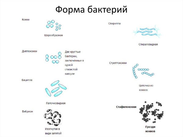 Шаровидные бактерии кокки рисунок
