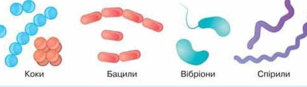 Форма бактерий кокки,стафилококки,диплококки