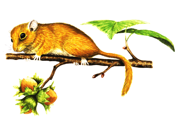 Соня орешниковая (мушловка)