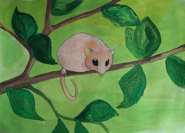 Орешниковая Соня нарисовать