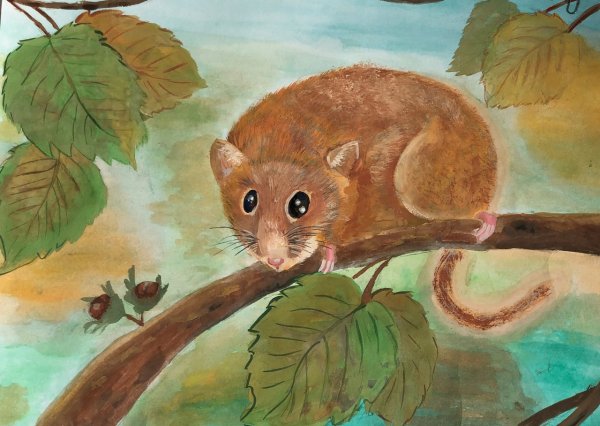 Орешниковая Соня рисунок карандашом для детей