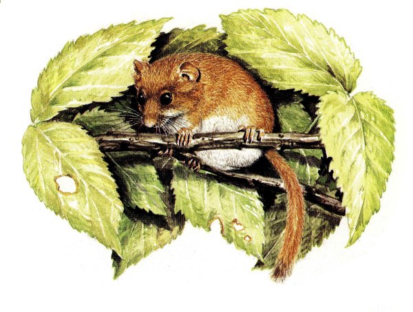 Орешниковая Соня в Нижегородской области