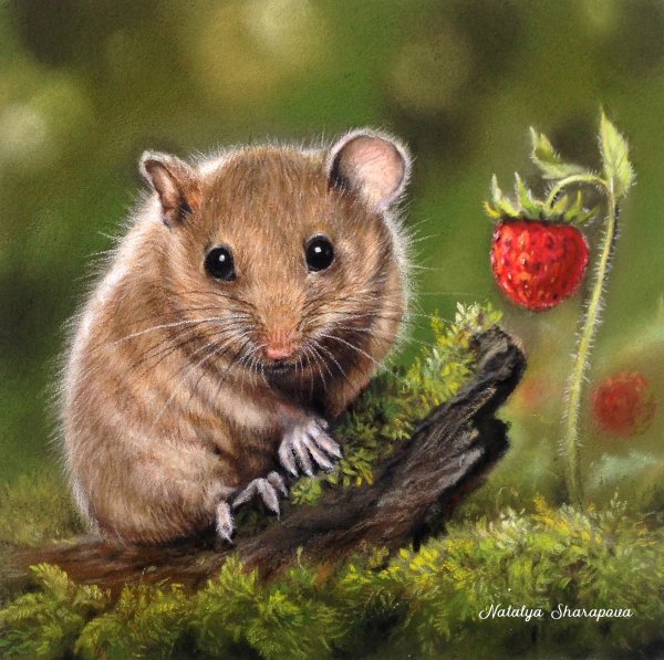 Рисунок Орешниковой сони