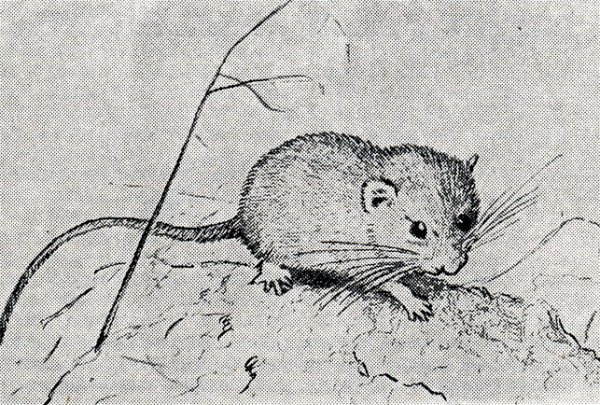 Соня полчок рисунок