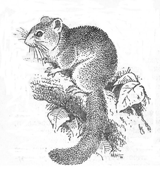 Жёлтый грызун с длинным хвостом