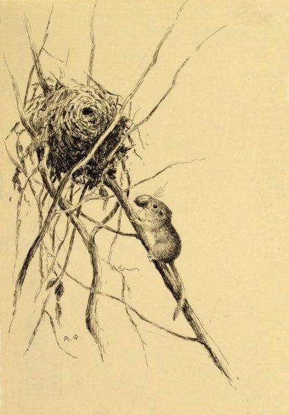 Орешниковая Соня красная книга