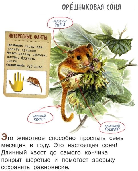 Орешниковая Соня раскраска