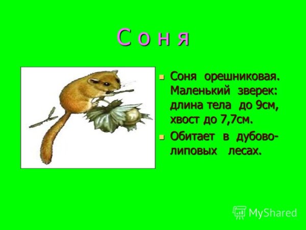 Раскраска шиншилла