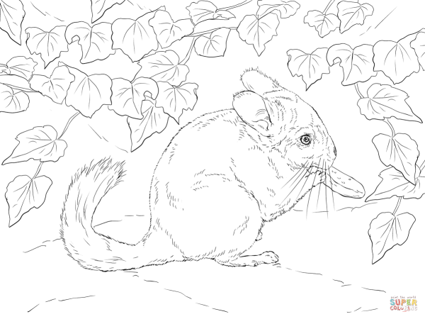 Соня-полчок чёрно белая