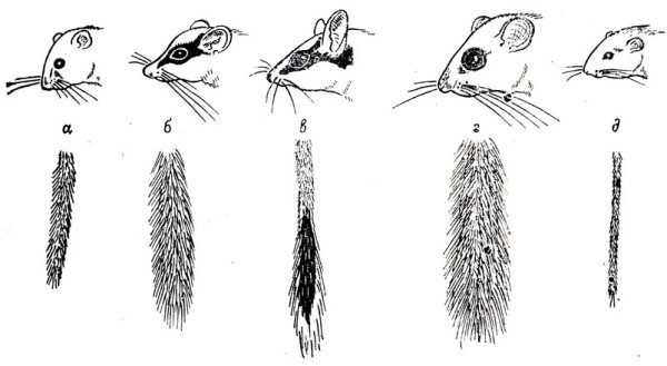 Летучая мышь Соня полчок
