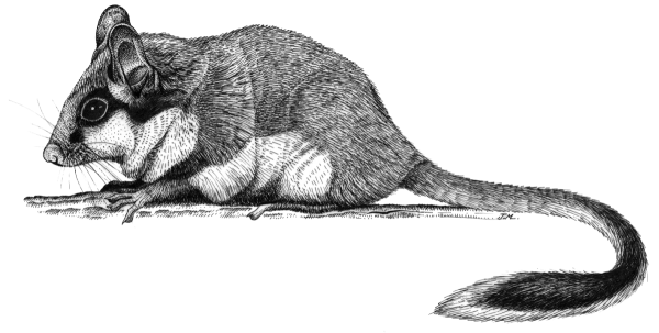 Соня полчок энциклопедия