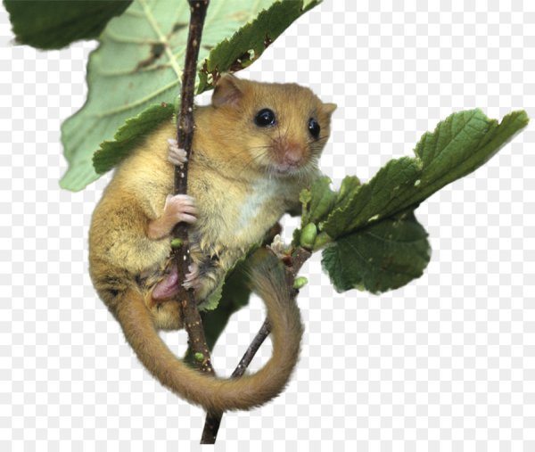 Нарисовать бурундука карандашом