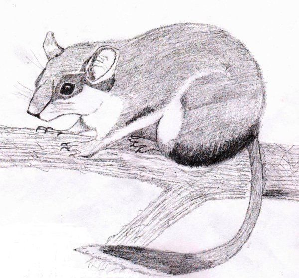 Соня полчок нарисовать