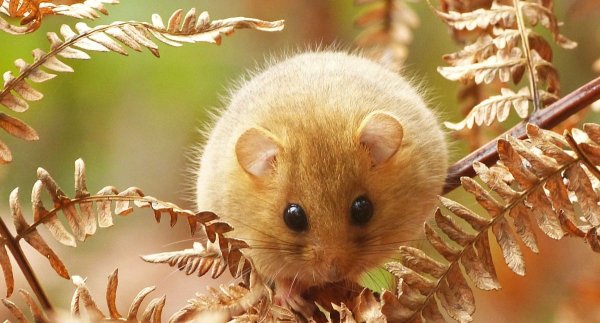 Соня орешниковая (мушловка)