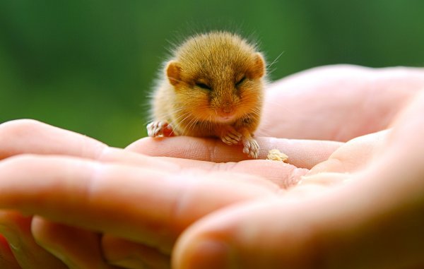 Соня полчок нарисовать карандашом